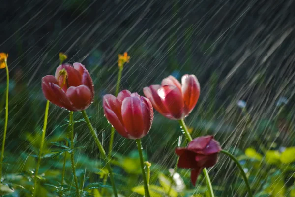 Tulips in the Rain DSC_0054_770 — Stock Photo, Image