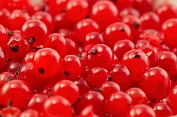 Red currant berries — Stock Photo, Image