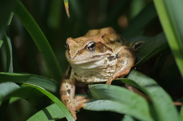 Toad the night hunting — Stock Photo, Image