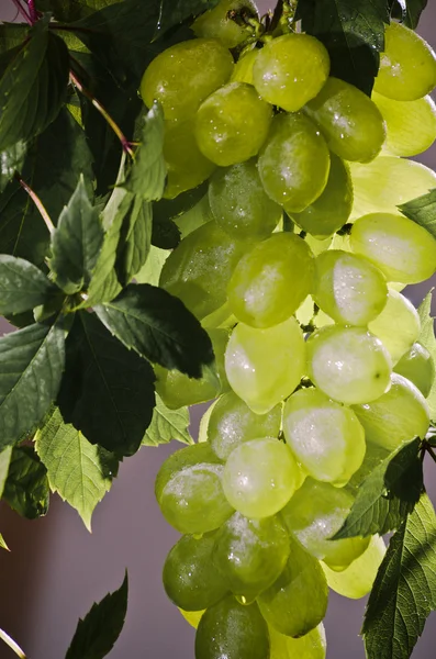 A bunch of grapes — Stock Photo, Image