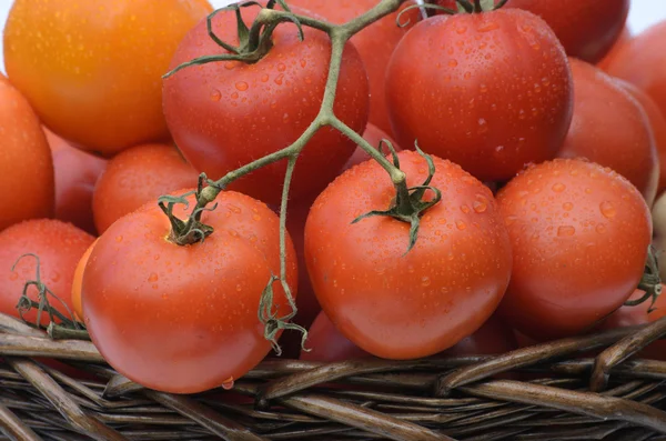 Ramo com tomates — Fotografia de Stock