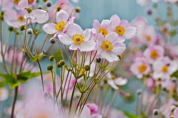 Funny anemones — Stock Photo, Image