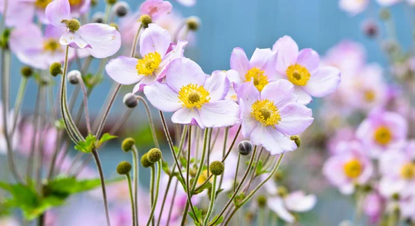 Anémona japonesa — Foto de Stock