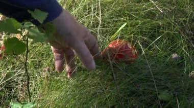 Amanita çimenlerde saklandı.