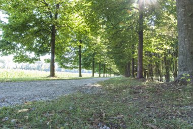 parkta
