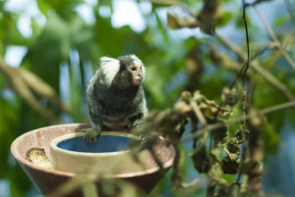 Μαϊμού στο ζωολογικό κήπο Royalty Free Εικόνες Αρχείου