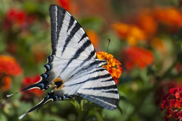 Yndefuld sommerfugl Stock-billede
