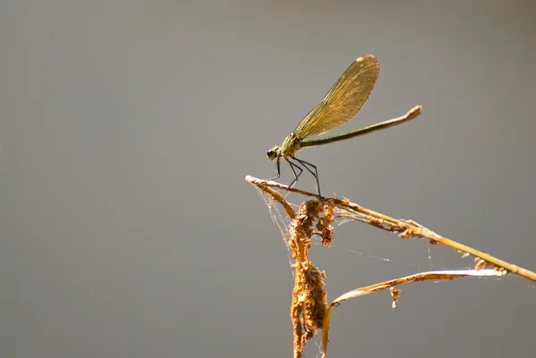 Kleinigkeiten — Stockfoto