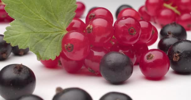 Currant Merah Dan Hitam Matang Pada Latar Belakang Putih Closeup — Stok Video