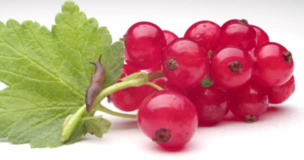 Lumaca Ribes Rosso Maturo Sfondo Bianco — Video Stock