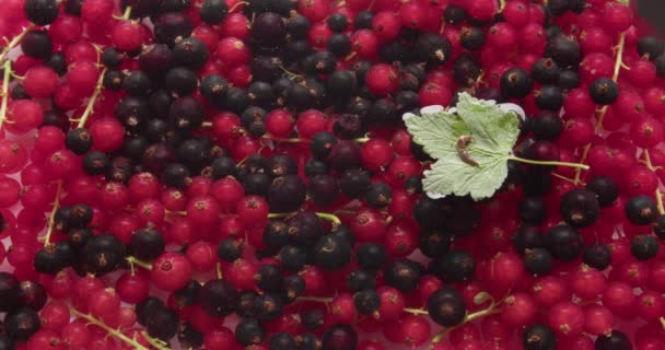 Ripe Red Black Currant Water Top View — Stock Video