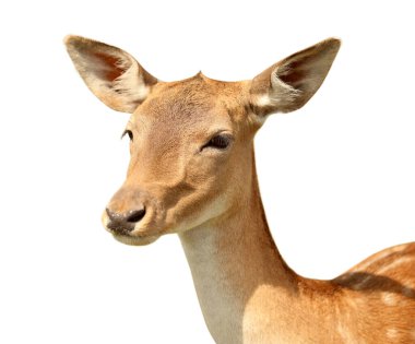 Beyaz arka planda benekli geyik