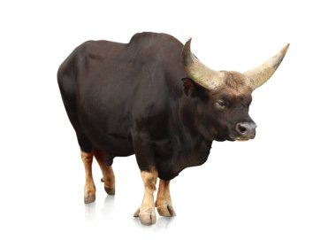 Geyal (Bibos frontalis) beyaz üzerine izole edilmiş