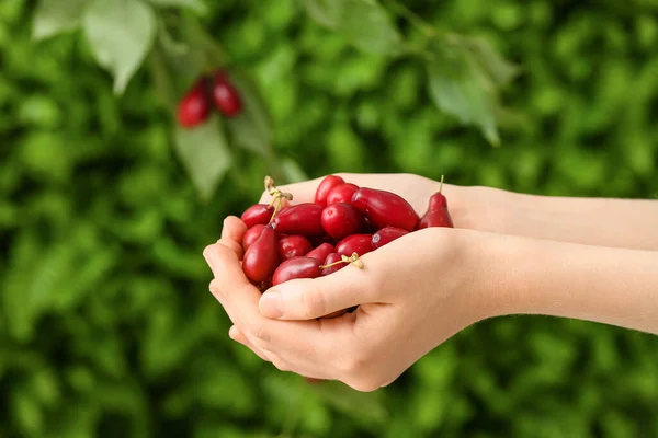 Female Hands Ripe Dogwood Berries Garden — Stock Photo, Image