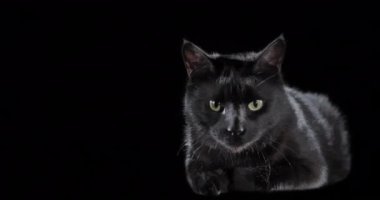 Gözleri koyu arkaplanda renk değiştiren kara kedi. Cadılar Bayramı