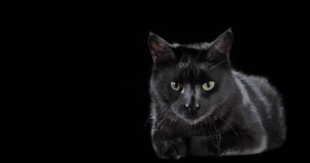 Gato Negro Con Ojos Cambiando Color Sobre Fondo Oscuro Halloween — Vídeo de stock