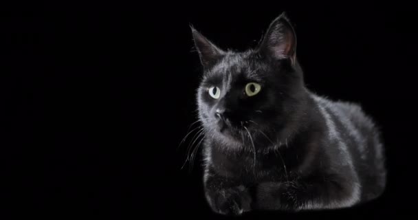 Loop Videó Aranyos Fekete Macska Sötét Háttér — Stock videók