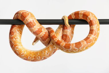 Işık arkaplanda mısır yılanı