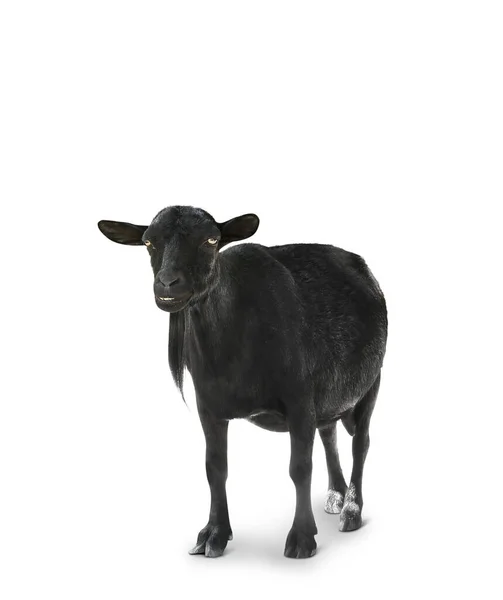 Cute Goat Isolated White — Stock Photo, Image