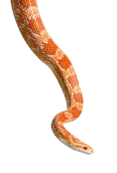 Καλαμπόκι Φίδι Άσπρο Φόντο — Φωτογραφία Αρχείου