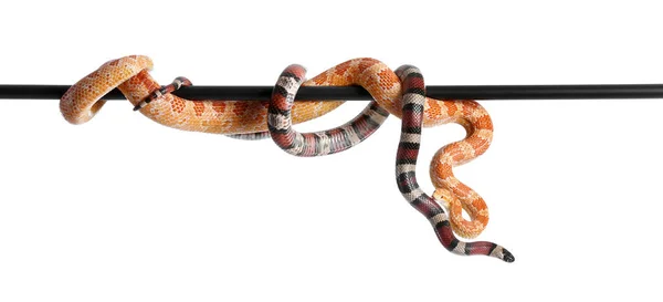 Verschillende Slangen Witte Achtergrond — Stockfoto