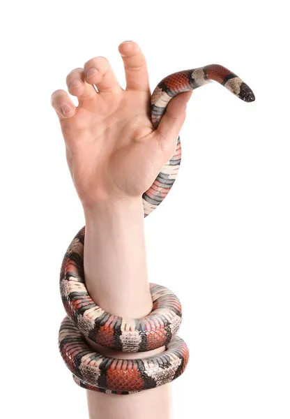 Hand Owner Red King Snake White Background — Stock Photo, Image