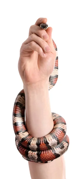 Mão Proprietário Com Cobra Rei Vermelho Fundo Branco — Fotografia de Stock