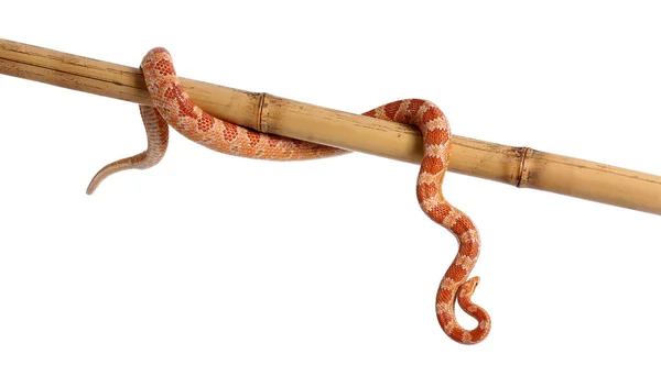 Φίδι Καλαμποκιού Μπαμπού Ραβδί Λευκό Φόντο — Φωτογραφία Αρχείου