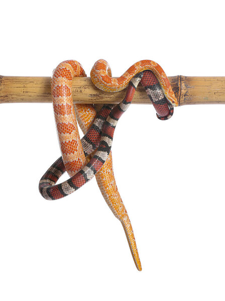 Snakes on bamboo stick against white background