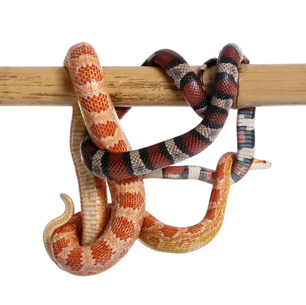 Schlangen Auf Bambusstab Vor Weißem Hintergrund — Stockfoto