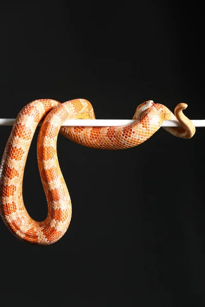 Serpiente Maíz Sobre Fondo Negro —  Fotos de Stock