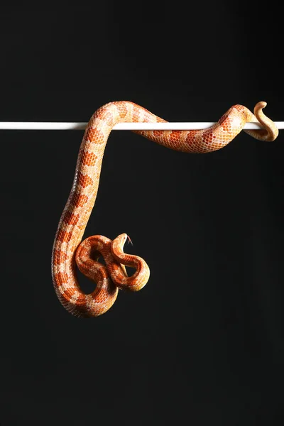 Φίδι Καλαμποκιού Μαύρο Φόντο — Φωτογραφία Αρχείου