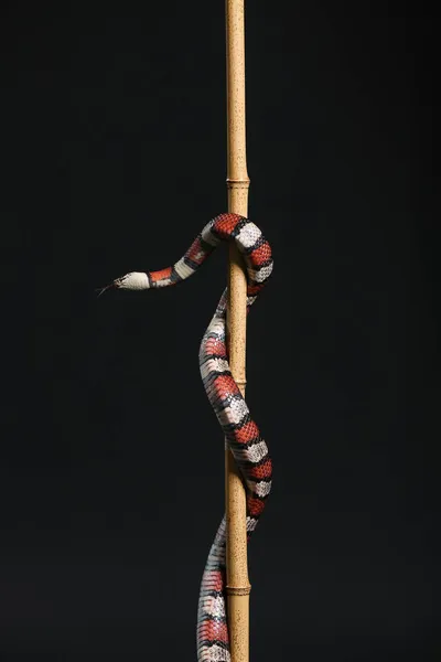 Rei Cobra Vermelha Bastão Bambu Contra Fundo Preto — Fotografia de Stock