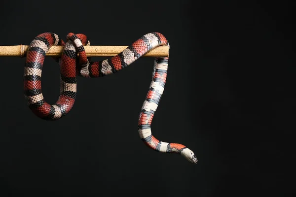 Serpiente Rey Rojo Sobre Palo Bambú Sobre Fondo Negro — Foto de Stock