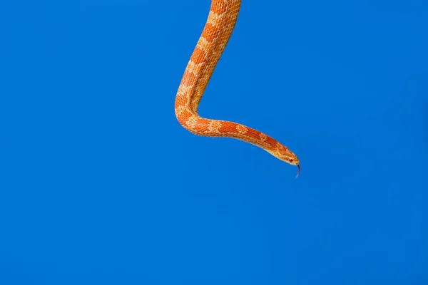 Corn Snake Color Background — Stock Photo, Image