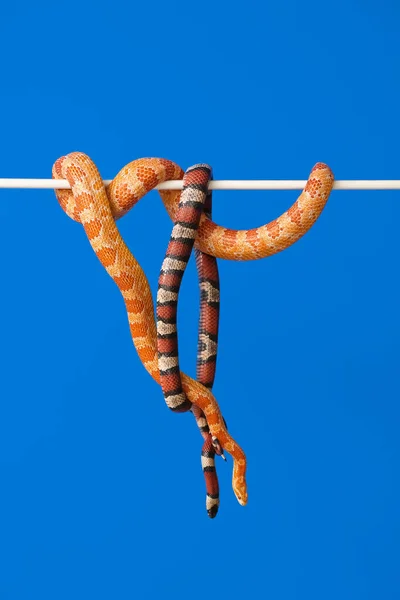 Diferentes Serpientes Sobre Fondo Color —  Fotos de Stock