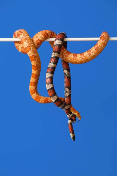 Diferentes Serpientes Sobre Fondo Color —  Fotos de Stock