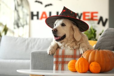 Cadı şapkalı ve Cadılar Bayramı balkabaklı şirin labrador köpeği.