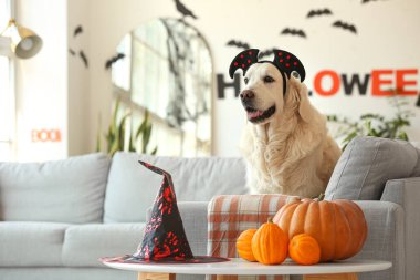 Cadılar Bayramı dekoru ve balkabağı olan şirin labrador köpeği.