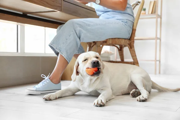 Cane Carino Labrador Che Gioca Con Palla Casa — Foto Stock