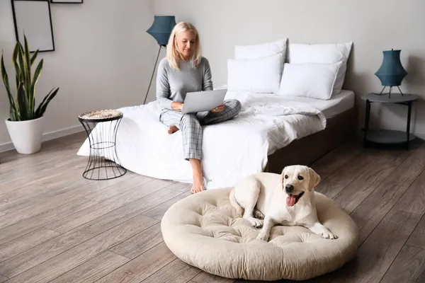 Cute Labrador Dog Lying Pet Bed Home — Stock Photo, Image