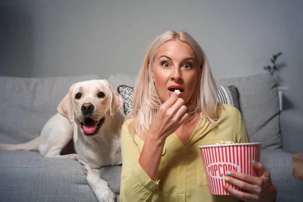 Felnőtt Aranyos Labrador Kutya Eszik Popcorn Tévénézés Közben Otthon — Stock Fotó