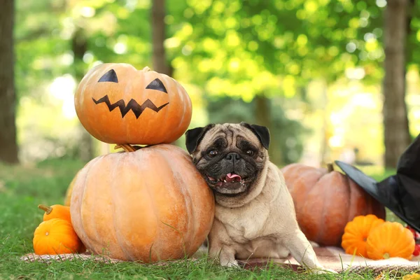 Söt Pug Hund Med Halloween Pumpor Parken — Stockfoto