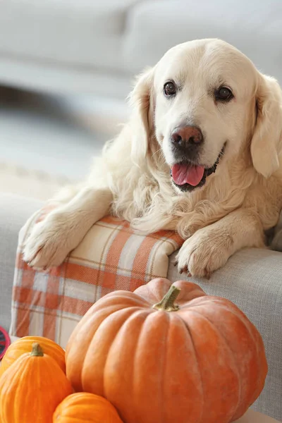 Cute Labrador Dog Halloween Pumpkins Home — Stock Photo, Image