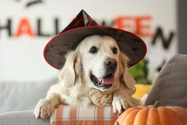 Cute Labrador Dog Witch Hat Home Halloween Eve — Stock Photo, Image