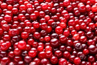 Arkaplan olarak olgun, sulu kızılcıklar