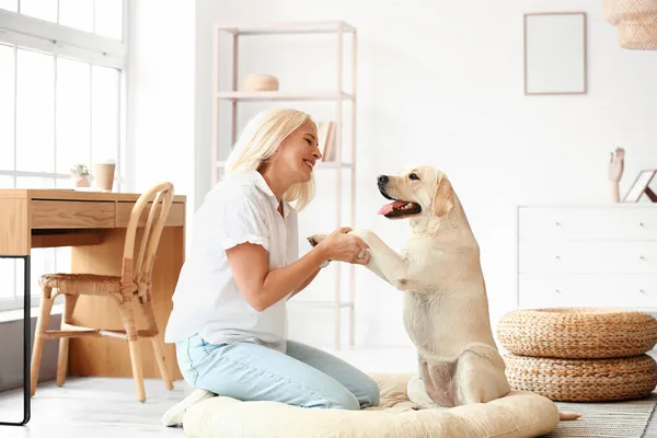 Mature Woman Holding Paws Cute Labrador Dog Home — Stock Photo, Image