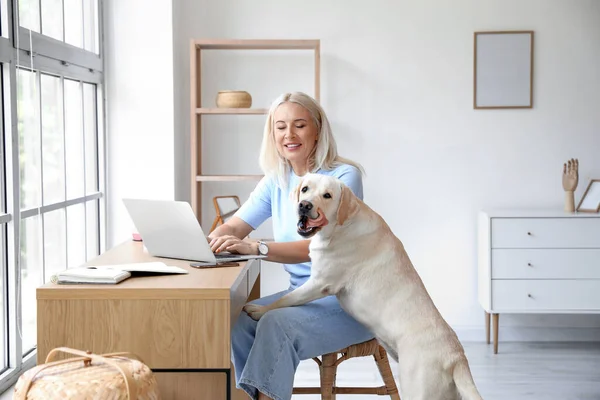 Mature Woman Cute Labrador Dog Using Laptop Home — Stock Photo, Image
