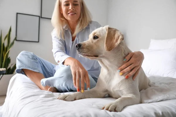 Mature Woman Cute Labrador Dog Sitting Bed Home — Stock Photo, Image