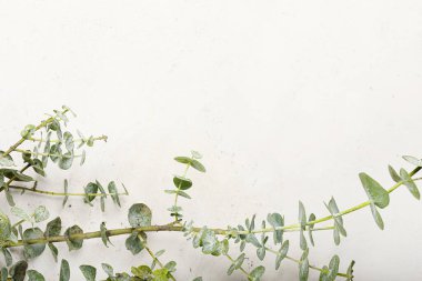 Hafif arkaplanda taze okaliptüs dalı, yakın plan